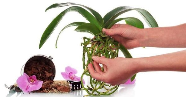 Orchideenwurzeln