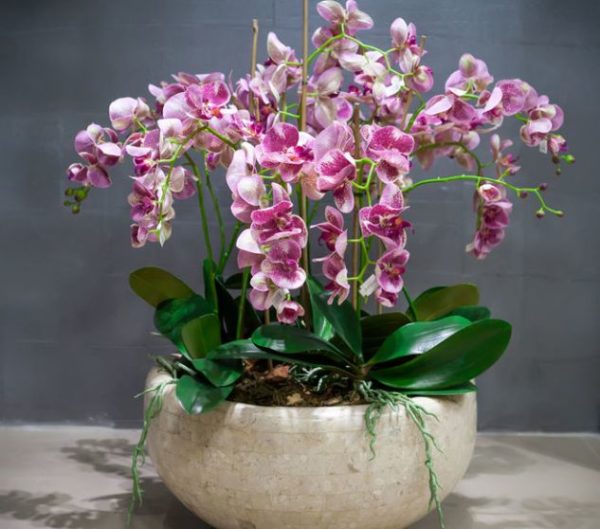 diverse orchidee