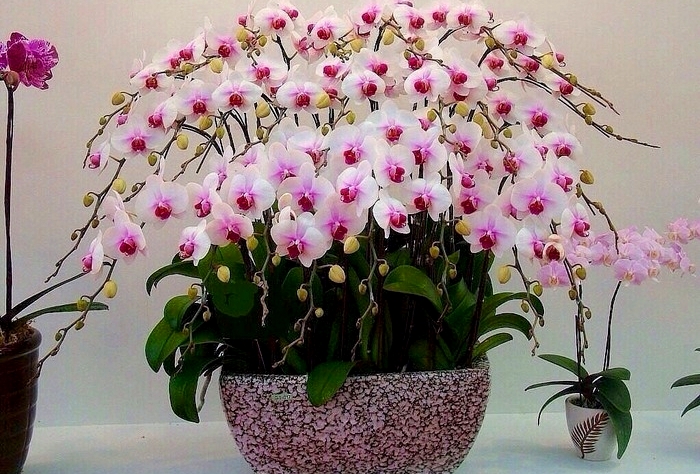 diverse orchidee in un vaso