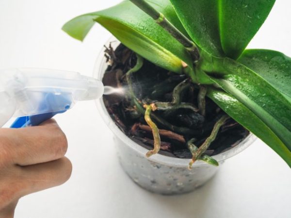 spruzzare orchidee