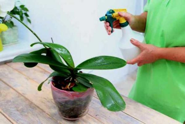 Orchideen besprühen