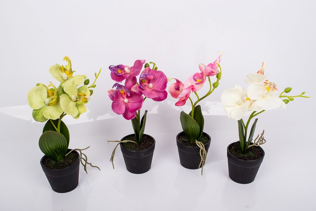 Orchideen in Töpfen