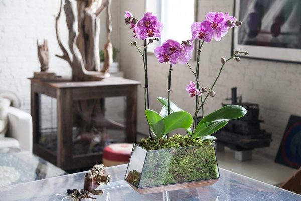 orchidee in vetro
