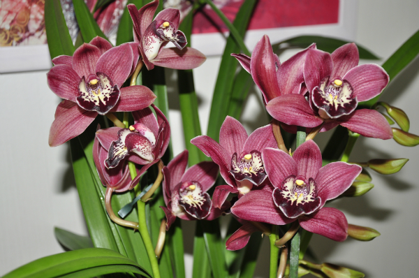 Cymbidium-Orchidee