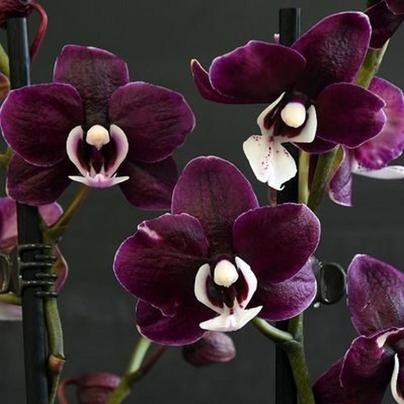 Kaoda-Orchidee
