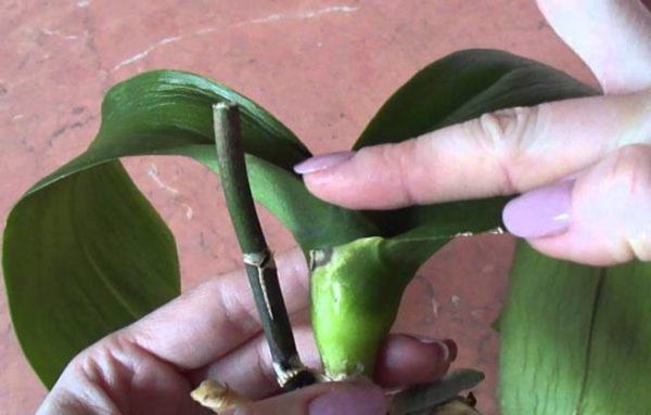 osmotr orchidei