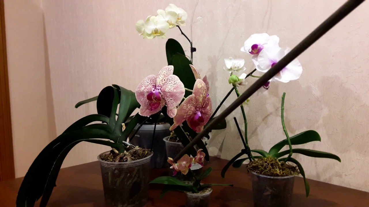 Transplantation d'orchidées