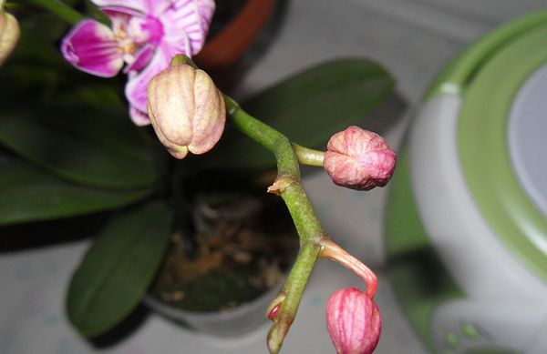 Warum fallen Orchideenblüten ab?