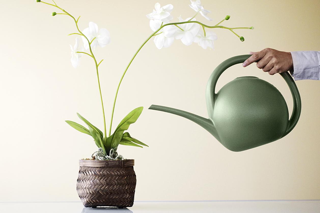 Blumenorchideen gießen