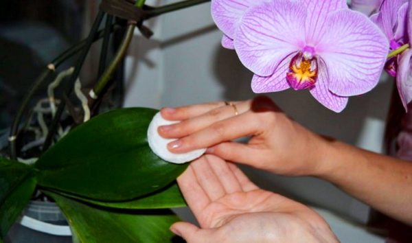 pulire le orchidee