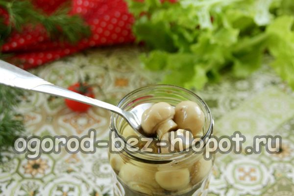 μανιτάρια