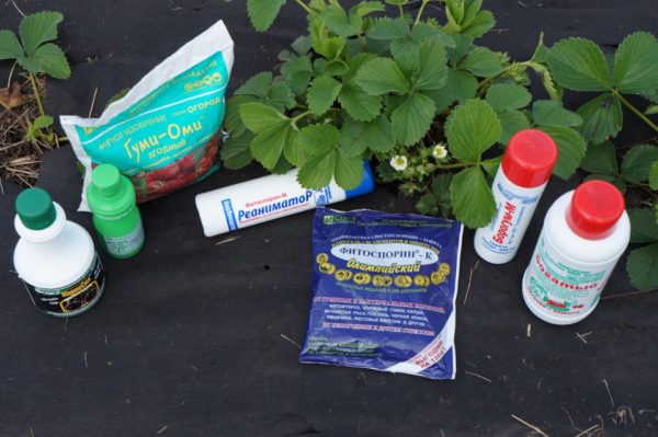 engrais pour plantes