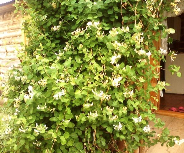 climbing shrub
