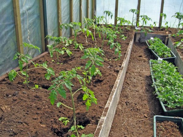 Tomaten im Gewächshaus