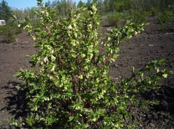 honeysuckle care