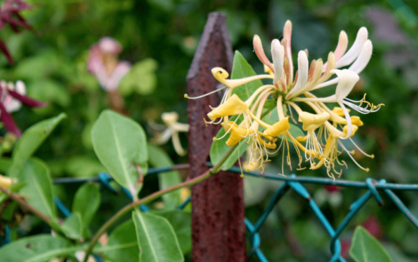 support for honeysuckle