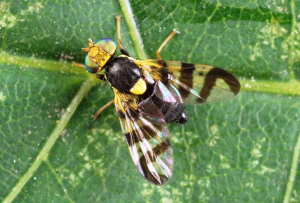 mosca della ciliegia