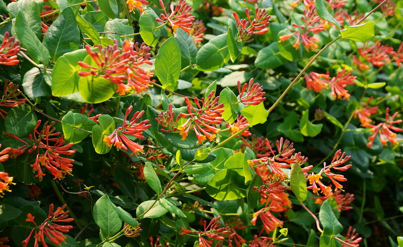 Geißblatt