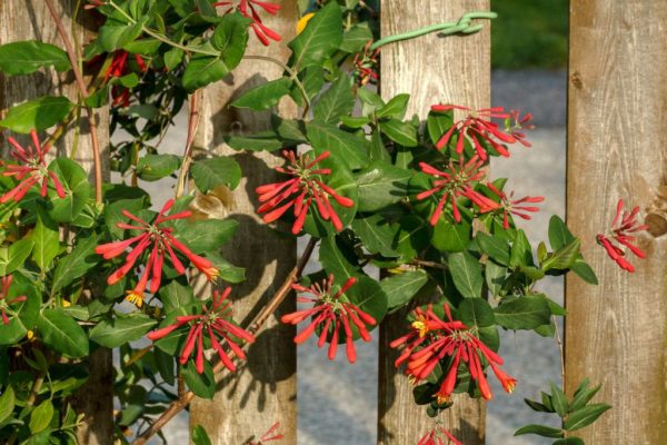 ornamental honeysuckle