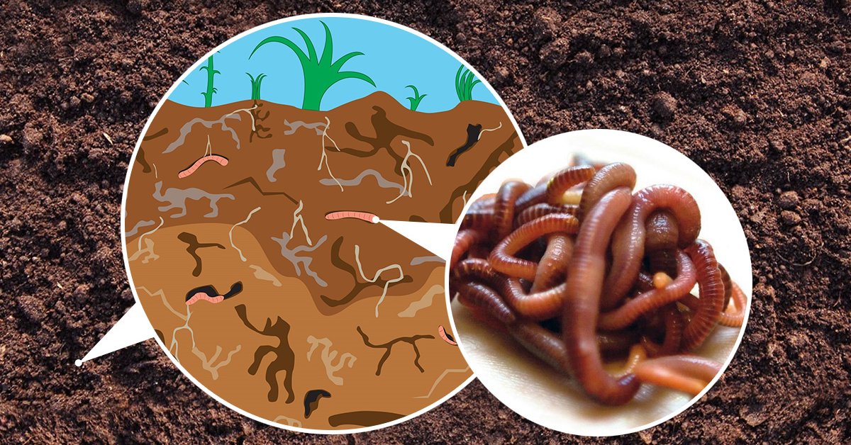 Was ist Biohumus?