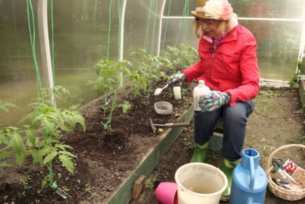 Tomaten düngen