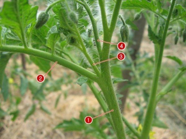 esquema del procedimiento de hijastro
