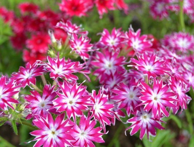 Drummonds Phlox