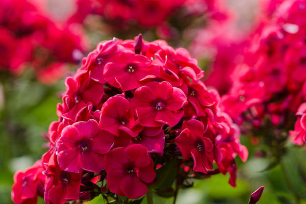 Fleurs