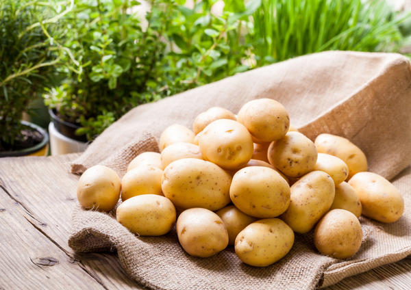 Buena cosecha de patatas