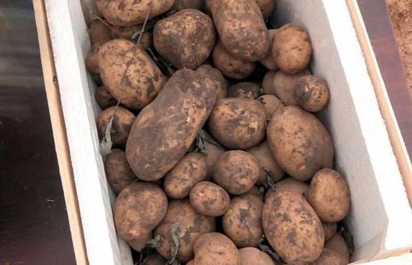 съхранение на картофи в кутия