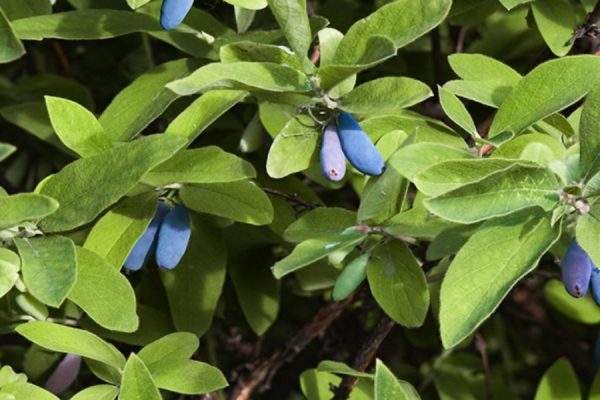 caprifoglio a frutto lungo