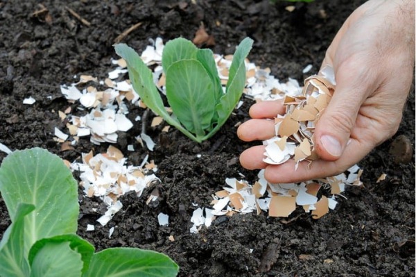un huevo con forma de huevo en el jardín