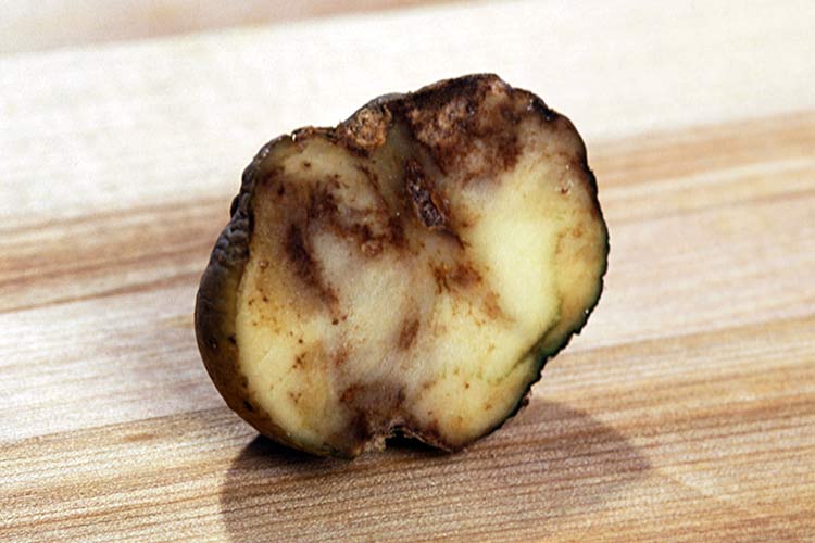Kartoffelkrebs