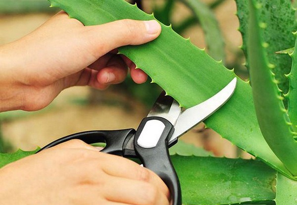 beschnittene Aloe