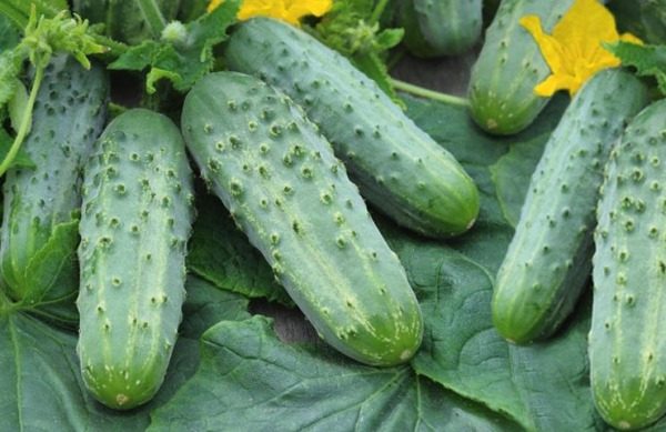 eingelegte Gurke
