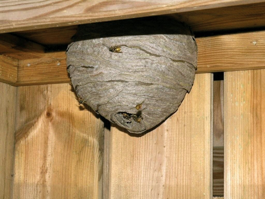 un nido di vespe in casa