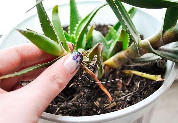 Aloe-Spross