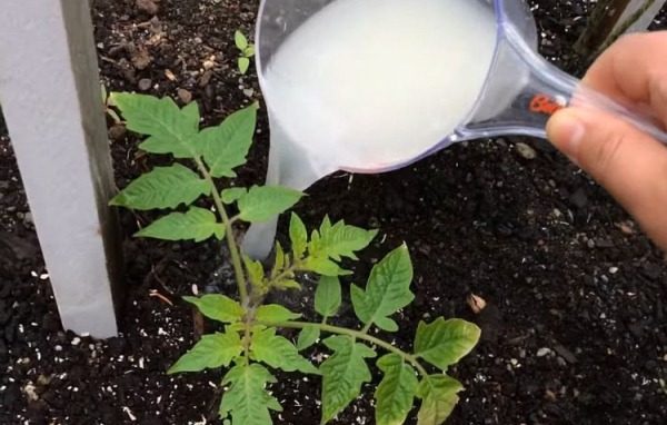 Tomatensämlinge düngen
