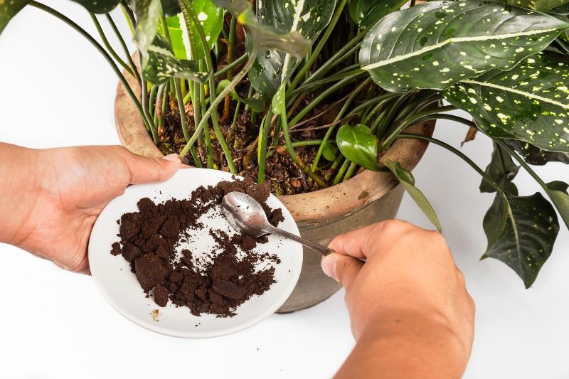 fertilisation des plantes