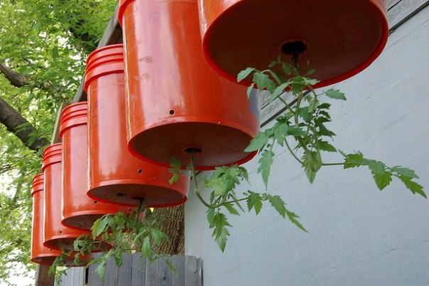 Pomodori