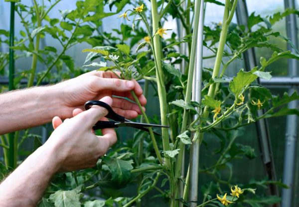 hijastros con tomates