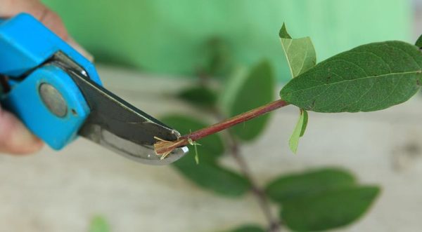 propagazione del caprifoglio
