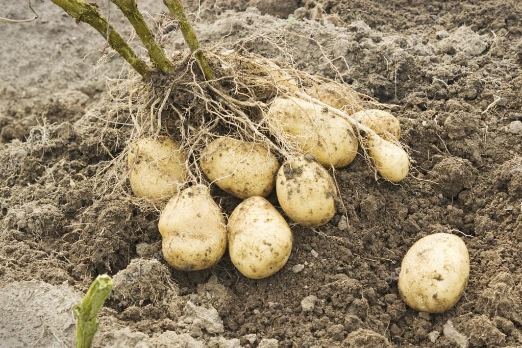 pommes de terre déterrées