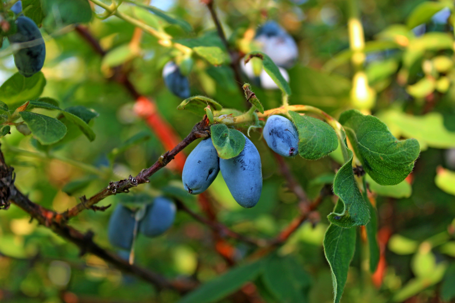 Geißblatt