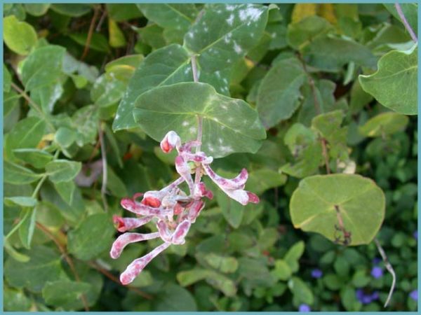 diseases of ornamental honeysuckle