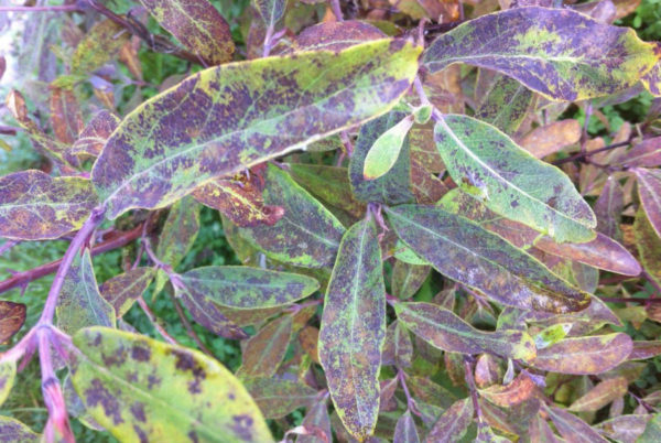 diseases of ornamental honeysuckle