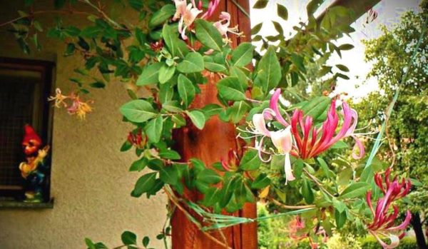 Caprilia honeysuckle