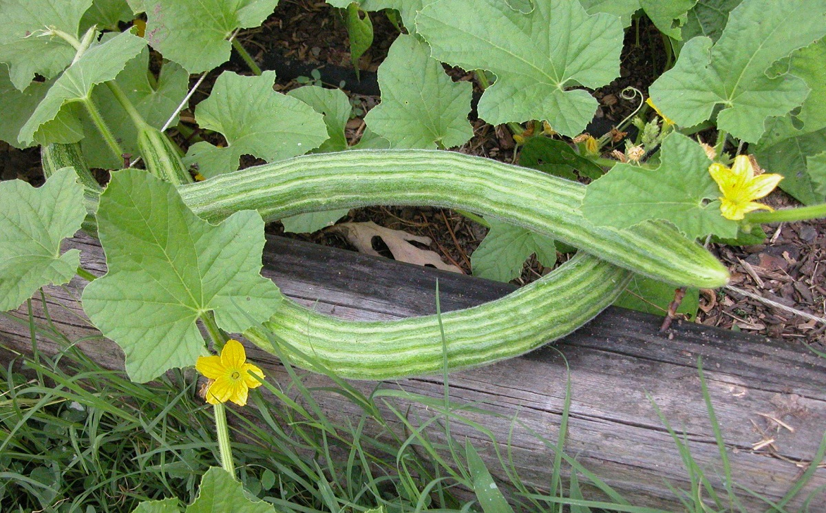 Armenian cucumber variety: characteristics, description with photos, reviews