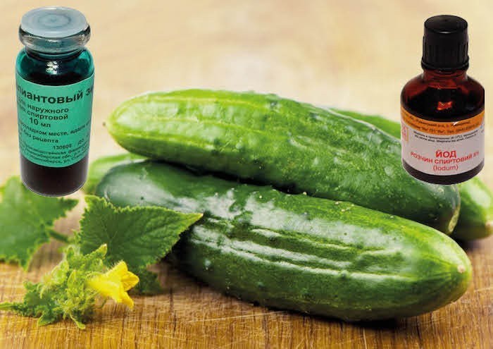 Verde brillante e iodio per i cetrioli: trattamento e alimentazione, controllo delle malattie