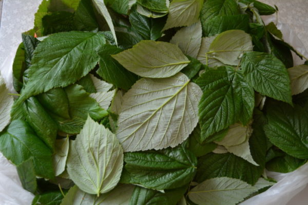 feuilles de framboisier